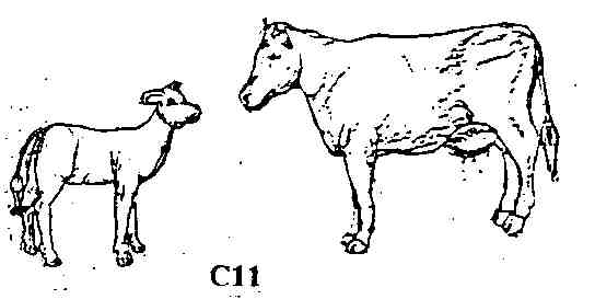 Spirit Games (Est. 1984) - Supplying role playing games (RPG), wargames rules, miniatures and scenery, new and traditional board and card games for the last 20 years sells [C11] Cow plus calf by 
